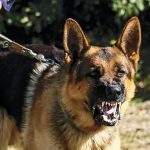 guard dog, guard dogs, protection dog, protection dogs, dog training