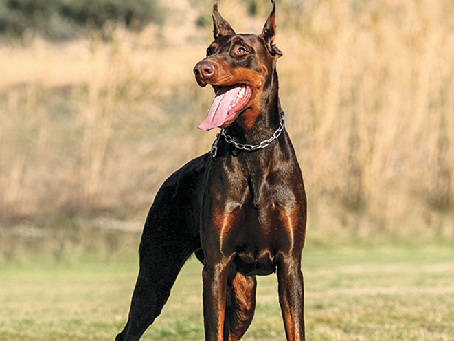 guard dog, guard dogs, protection dog, protection dogs, doberman