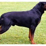 guard dog, guard dogs, protection dog, protection dogs, rottweiler