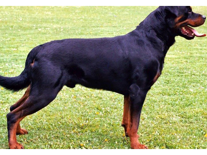 guard dog, guard dogs, protection dog, protection dogs, rottweiler