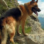 guard dog, guard dogs, protection dog, protection dogs, german shepherd