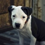 American Pit Bull Terrier personal protection dogs