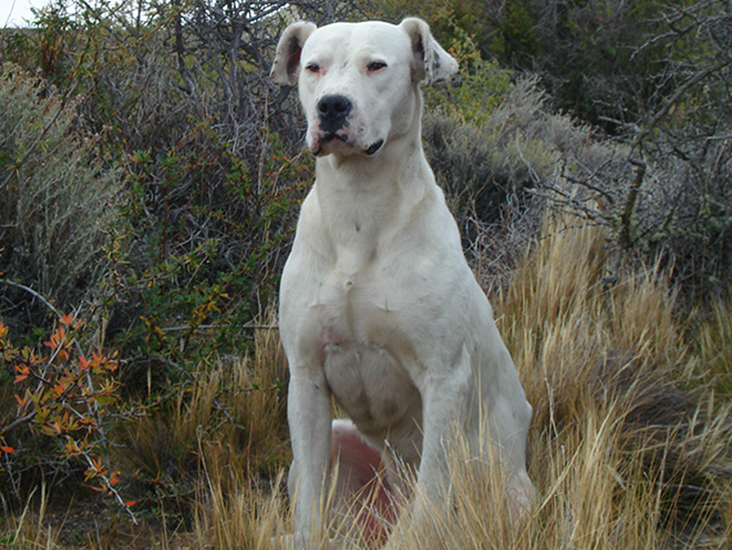 Argentine Mastiff personal protection dogs