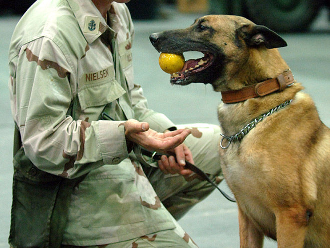 Belgian Malinois personal protection dogs