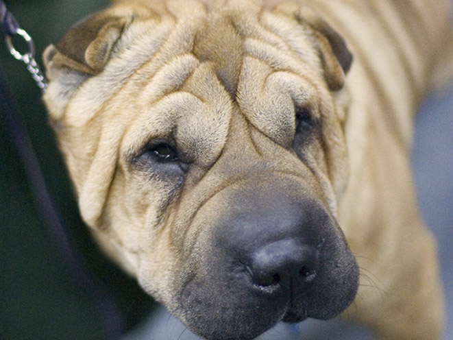 Chinese Shar-Pei personal protection dogs