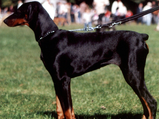 Doberman Pinscher personal protection dogs
