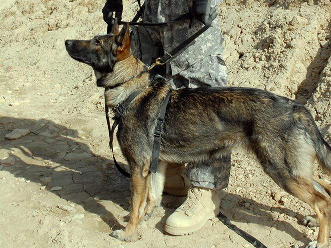 German Shepherd personal protection dogs