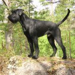 Giant Schnauzer personal protection dogs