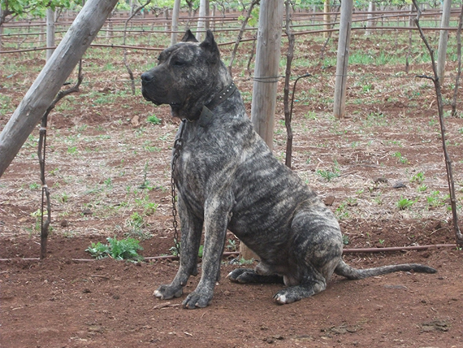 Perro de Presa Canario personal protection dogs