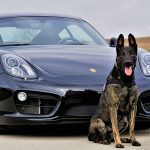 Personal Protection Dog car