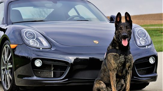 Personal Protection Dog car