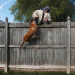 Personal Protection Dog fence