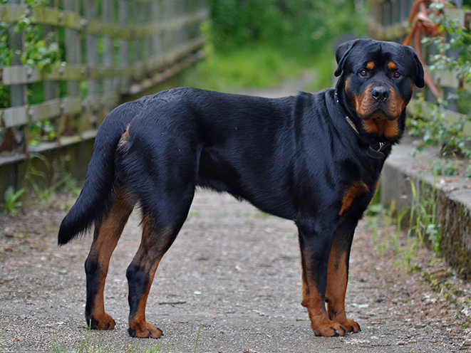 Rottweiler personal protection dogs