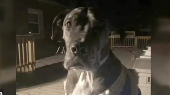 150-pound Great Dane, guard dog kentucky