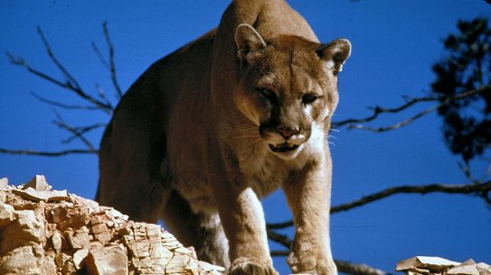 Man Fends off Mountain Lion Attack
