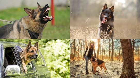 Protection Dogs, Protection Dog, K-9, pet