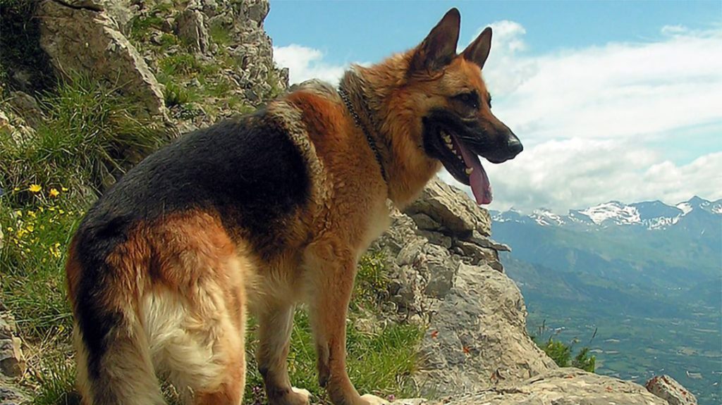 Protective Dog Breeds: German Shepherd.